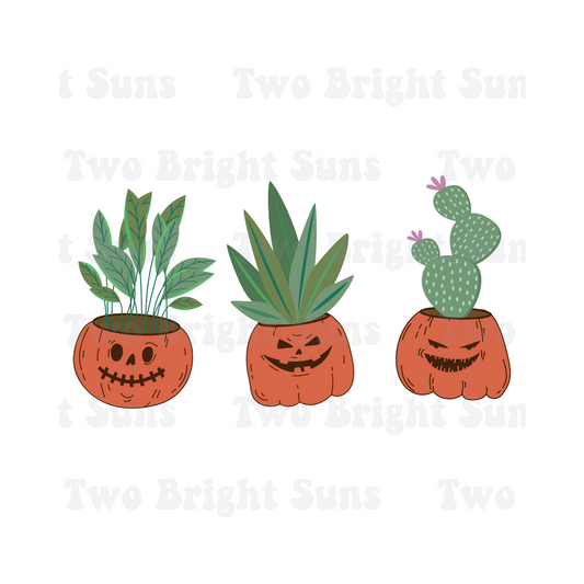 Pumpkin Plants